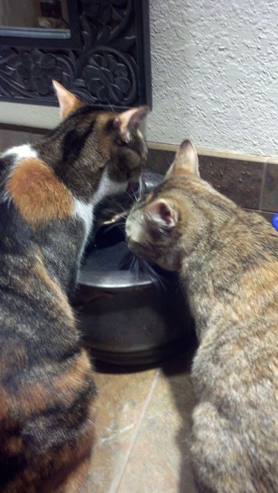 Annie and Tasha with an Ebi drinking fountain